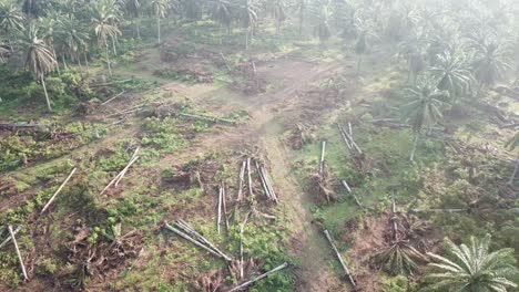 Dead-oil-palm-plantation-cleared-for-other-purpose-at-Malaysia,-Southeast-Asia.